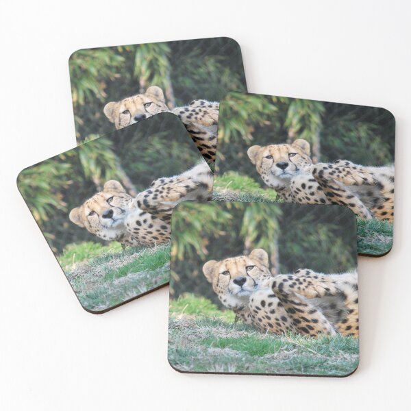 Item preview, Cheetah at the National Zoo designed and sold by Zoo and Nature Photography by Karie.