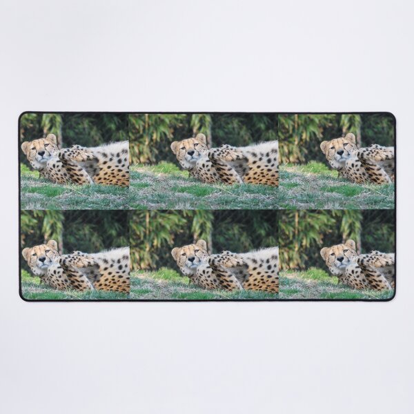 Item preview, Cheetah at the National Zoo designed and sold by Zoo and Nature Photography by Karie.