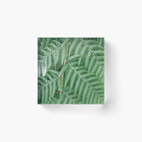 Item preview, Fern Foliage designed and sold by Honey Myrtle Studio.