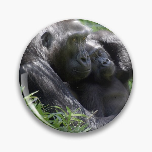 Item preview, Gorillas Kibibi and Moke at the National Zoo designed and sold by Zoo and Nature Photography by Karie.