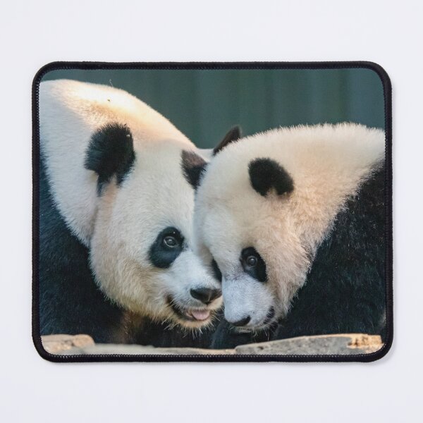 Item preview, Mei Xiang and Xiao Qi Ji at the Smithsonian's National Zoo designed and sold by Zoo and Nature Photography by Karie.