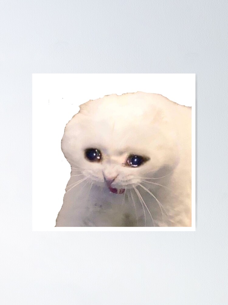 Cat Meme Pictures  Download Free Images on Unsplash