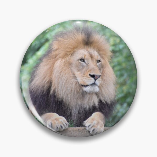 Item preview, African Lion at the National Zoo designed and sold by Zoo and Nature Photography by Karie.