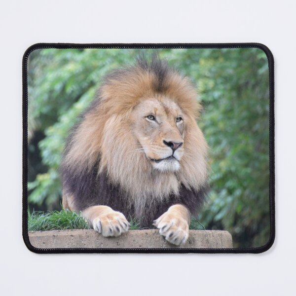 Item preview, African Lion at the National Zoo designed and sold by Zoo and Nature Photography by Karie.