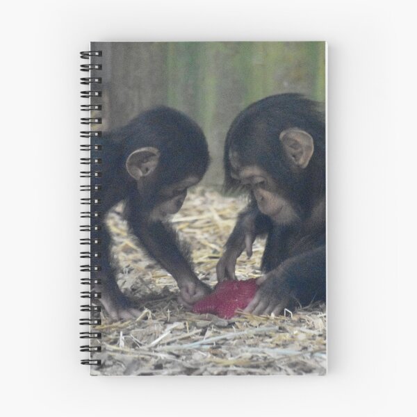 Item preview, Baby Chimpanzees Violet and Lola at the Maryland Zoo designed and sold by Zoo and Nature Photography by Karie.