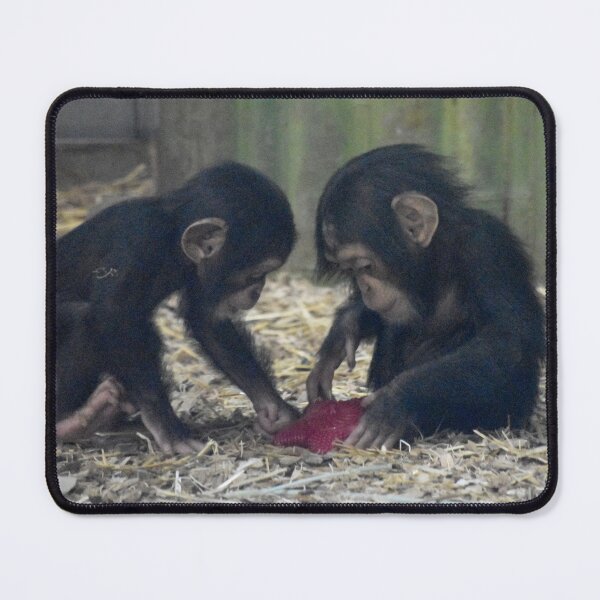 Item preview, Baby Chimpanzees Violet and Lola at the Maryland Zoo designed and sold by Zoo and Nature Photography by Karie.