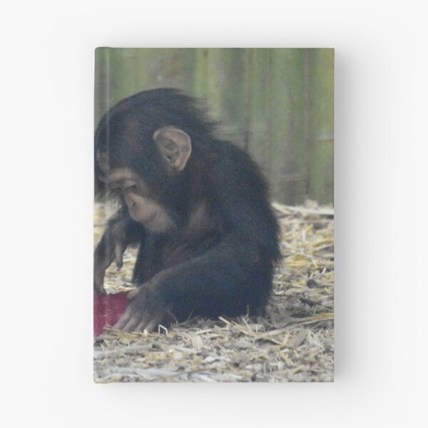 Artikelvorschau, Baby Schimpansen Violet und Lola im Maryland Zoo entworfen und verkauft von Zoo and Nature Photography by Karie.