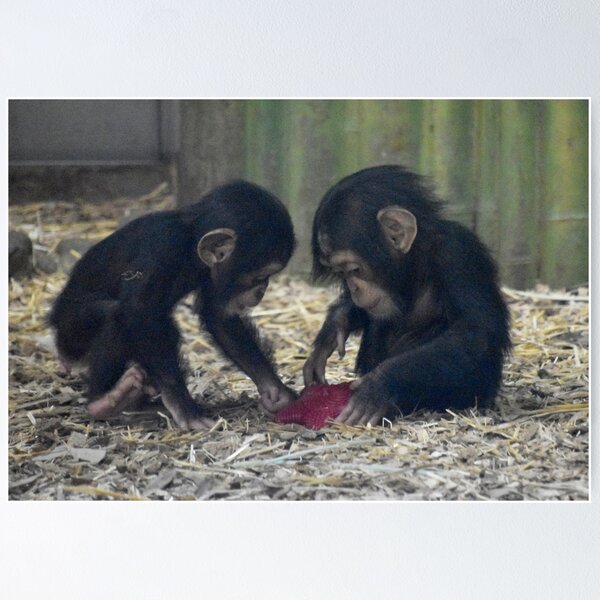 Item preview, Baby Chimpanzees Violet and Lola at the Maryland Zoo designed and sold by Zoo and Nature Photography by Karie.