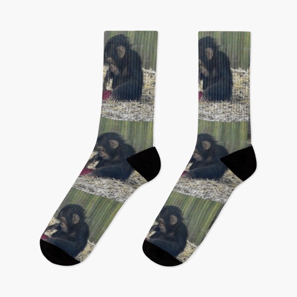 Item preview, Baby Chimpanzees Violet and Lola at the Maryland Zoo designed and sold by Zoo and Nature Photography by Karie.