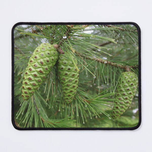 Item preview, Green Pine Cones designed and sold by Honey Myrtle Studio.