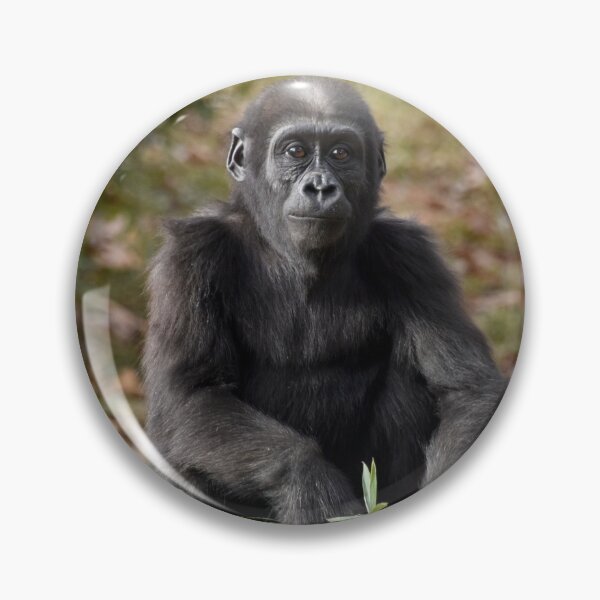 Item preview, Moke the Gorilla at the National Zoo designed and sold by Zoo and Nature Photography by Karie.