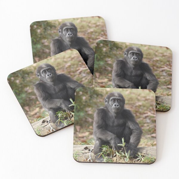 Item preview, Moke the Gorilla at the National Zoo designed and sold by Zoo and Nature Photography by Karie.