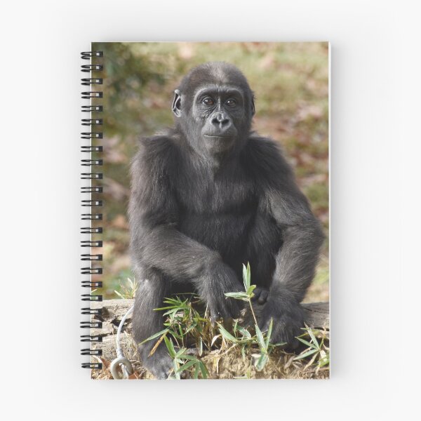Item preview, Moke the Gorilla at the National Zoo designed and sold by Zoo and Nature Photography by Karie.