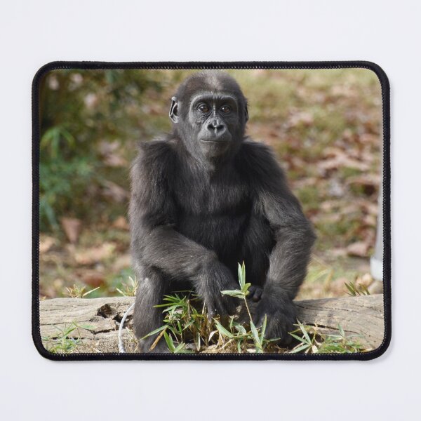 Item preview, Moke the Gorilla at the National Zoo designed and sold by Zoo and Nature Photography by Karie.