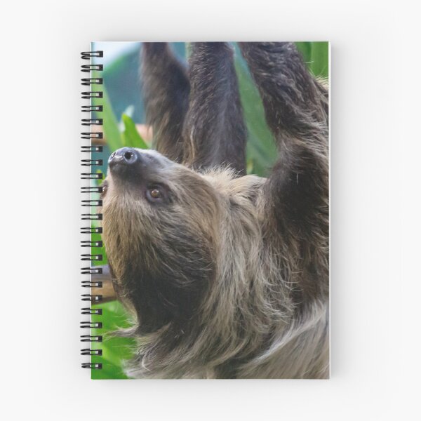 Item preview, Two-toed Sloth at the National Zoo designed and sold by Zoo and Nature Photography by Karie.