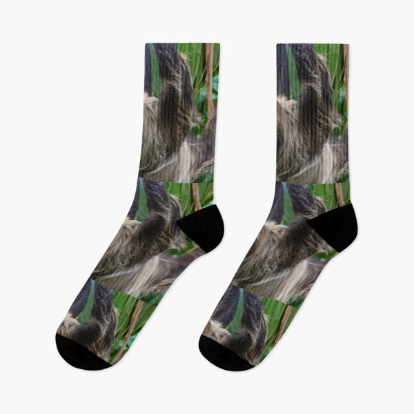 Item preview, Two-toed Sloth at the National Zoo designed and sold by Zoo and Nature Photography by Karie.