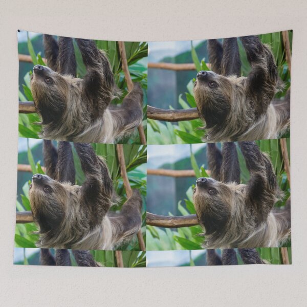 Item preview, Two-toed Sloth at the National Zoo designed and sold by Zoo and Nature Photography by Karie.