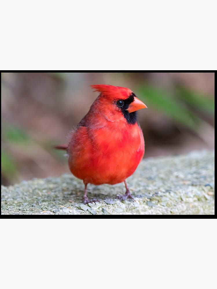 "Cardinal" Mask for Sale by kariek17 Redbubble