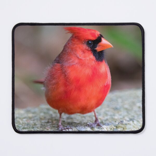 Item preview, Cardinal designed and sold by Zoo and Nature Photography by Karie.