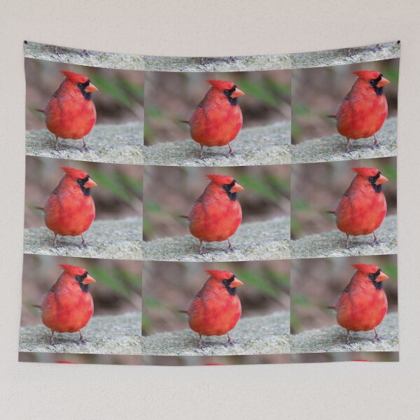 Item preview, Cardinal designed and sold by Zoo and Nature Photography by Karie.
