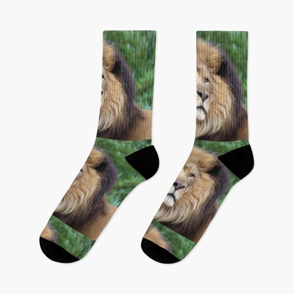 Item preview, Luke the African Lion at the National Zoo designed and sold by Zoo and Nature Photography by Karie.