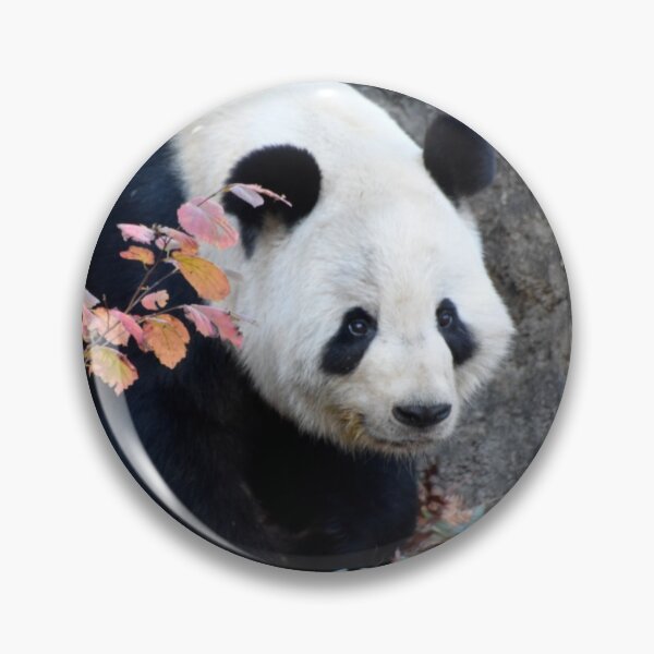 Item preview, Giant Panda Tian Tian at the National Zoo designed and sold by Zoo and Nature Photography by Karie.