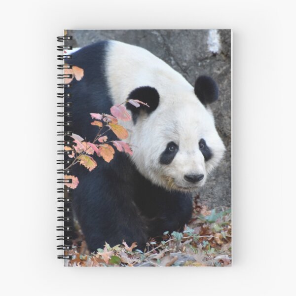 Item preview, Giant Panda Tian Tian at the National Zoo designed and sold by Zoo and Nature Photography by Karie.