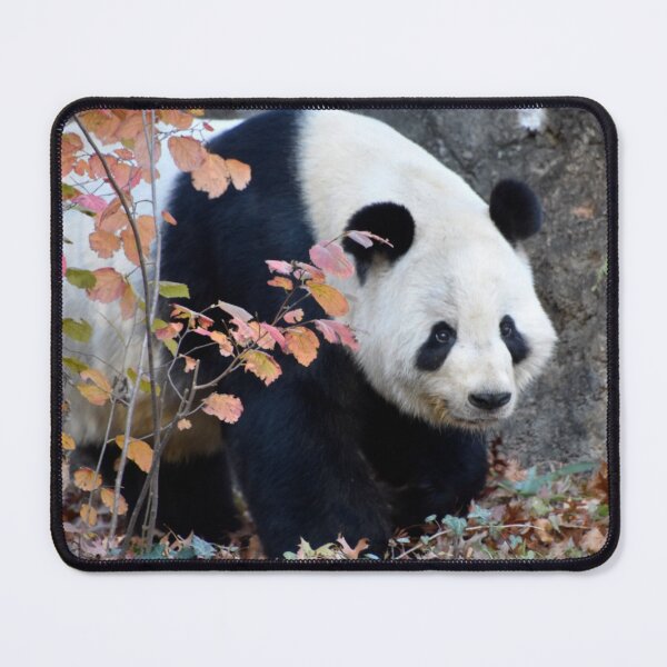 Item preview, Giant Panda Tian Tian at the National Zoo designed and sold by Zoo and Nature Photography by Karie.