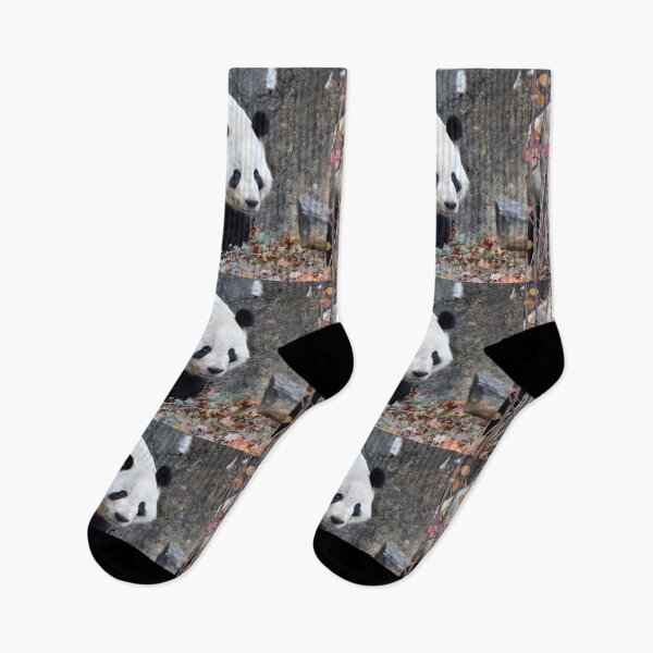 Item preview, Giant Panda Tian Tian at the National Zoo designed and sold by Zoo and Nature Photography by Karie.
