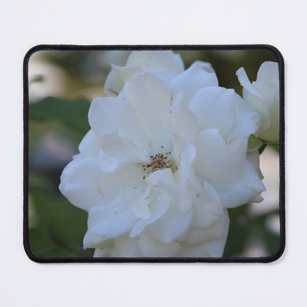 Item preview, White Summer Rose designed and sold by Honey Myrtle Studio.
