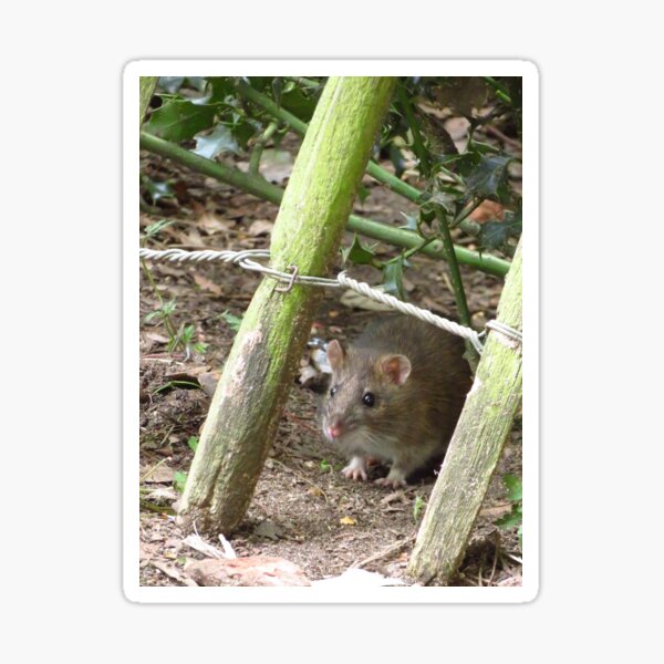 Item preview, Happy Christmas Rat Fans designed and sold by wiggyofipswich.