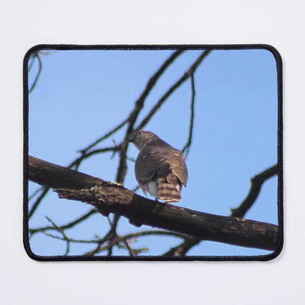 Item preview, JUVENILE REDTAIL designed and sold by BOLLA67.