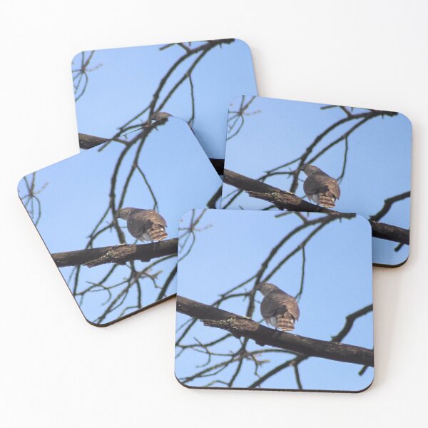 Item preview, JUVENILE REDTAIL designed and sold by BOLLA67.