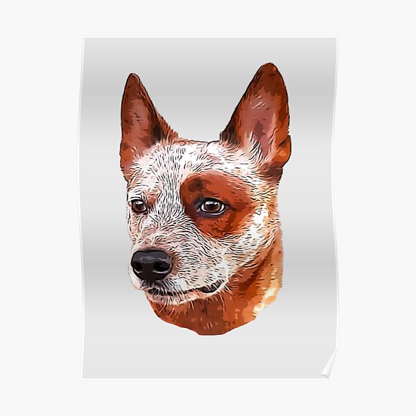 Red Heeler Australian Cattle Dog Poster