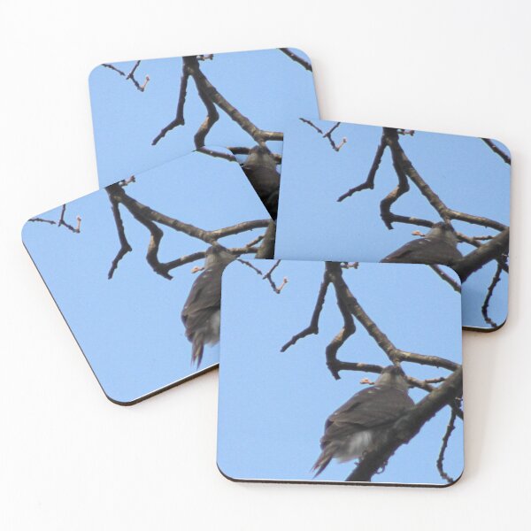 Item preview, JUVENILE REDTAIL HAWK designed and sold by BOLLA67.