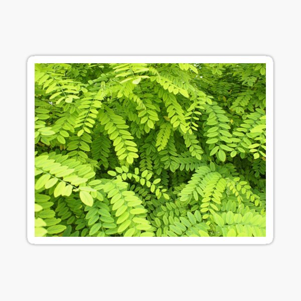 Small, pale, light green leaves Sticker