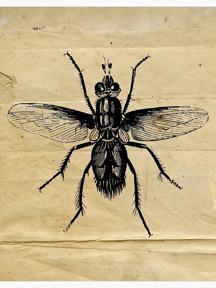 " Insect Vintage Black and White Illustration | Forest Wildlife Insect