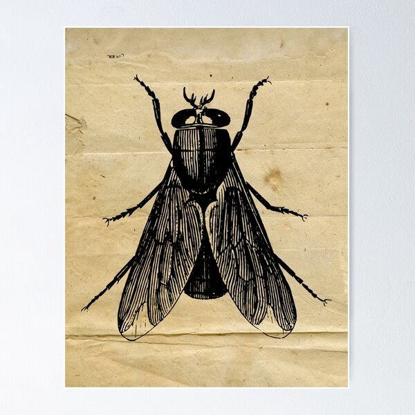 Item preview, Fly Insect Vintage Black and White Illustration | Forest Wildlife Insect designed and sold by Pastouch.