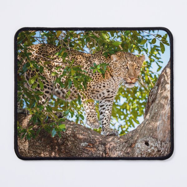 Item preview, Leopard backs up designed and sold by Ingo Gerlach.