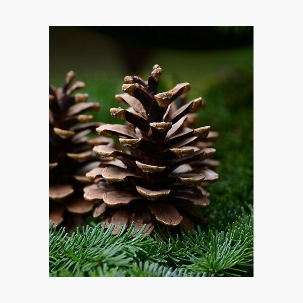 Item preview, Pine cone designed and sold by Sebak1979.