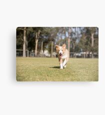 Go Bailey...Blonde Border Collie..... Metal Print