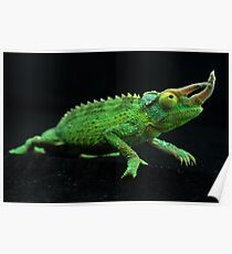 Jackson's Chameleon Poster