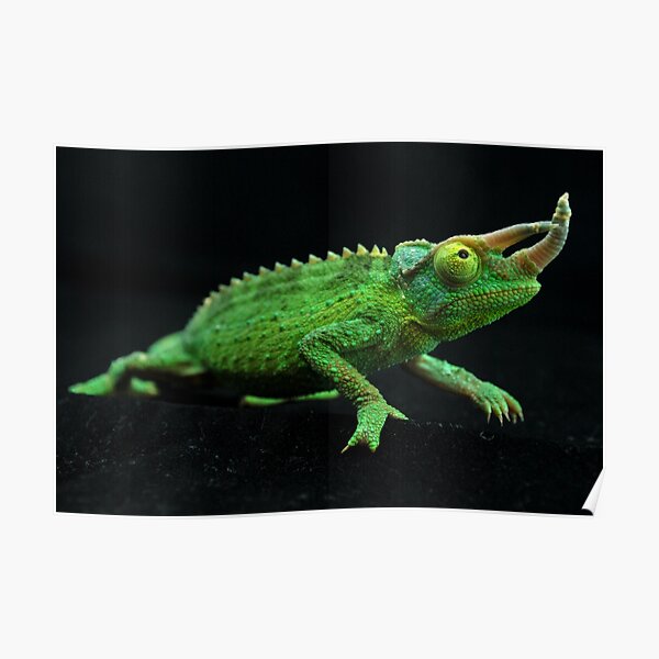 Jackson's Chameleon Jackson's Chameleon