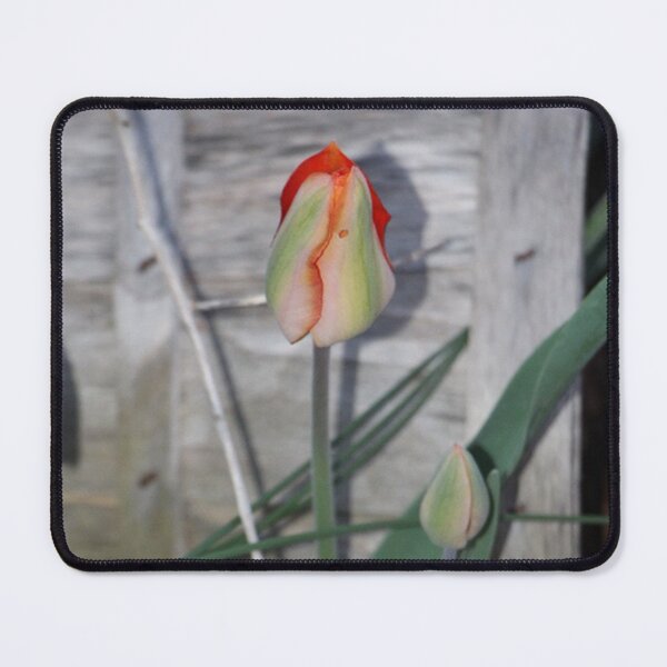 Item preview, Country Orange Springtime Tulip Bushel Basket Background designed and sold by JariHawk.