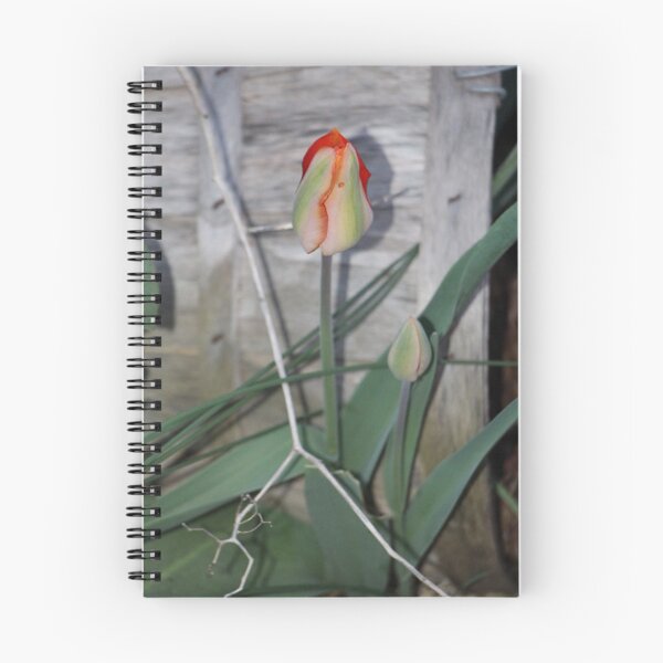 Item preview, Country Orange Springtime Tulip Bushel Basket Background designed and sold by JariHawk.