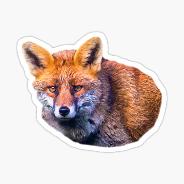 Item preview, Curious Red Fox  designed and sold by OwlOccasions.