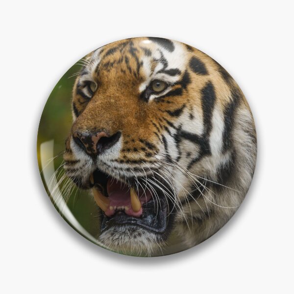 Item preview, Tiger Showing His Teeth designed and sold by rawshutterbug.