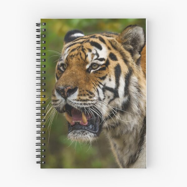 Item preview, Tiger Showing His Teeth designed and sold by rawshutterbug.