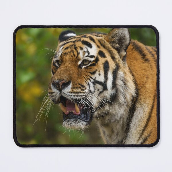 Item preview, Tiger Showing His Teeth designed and sold by rawshutterbug.
