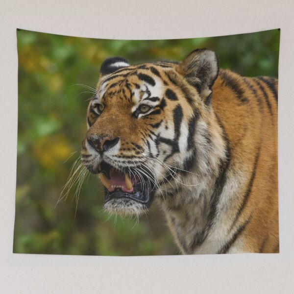 Item preview, Tiger Showing His Teeth designed and sold by rawshutterbug.